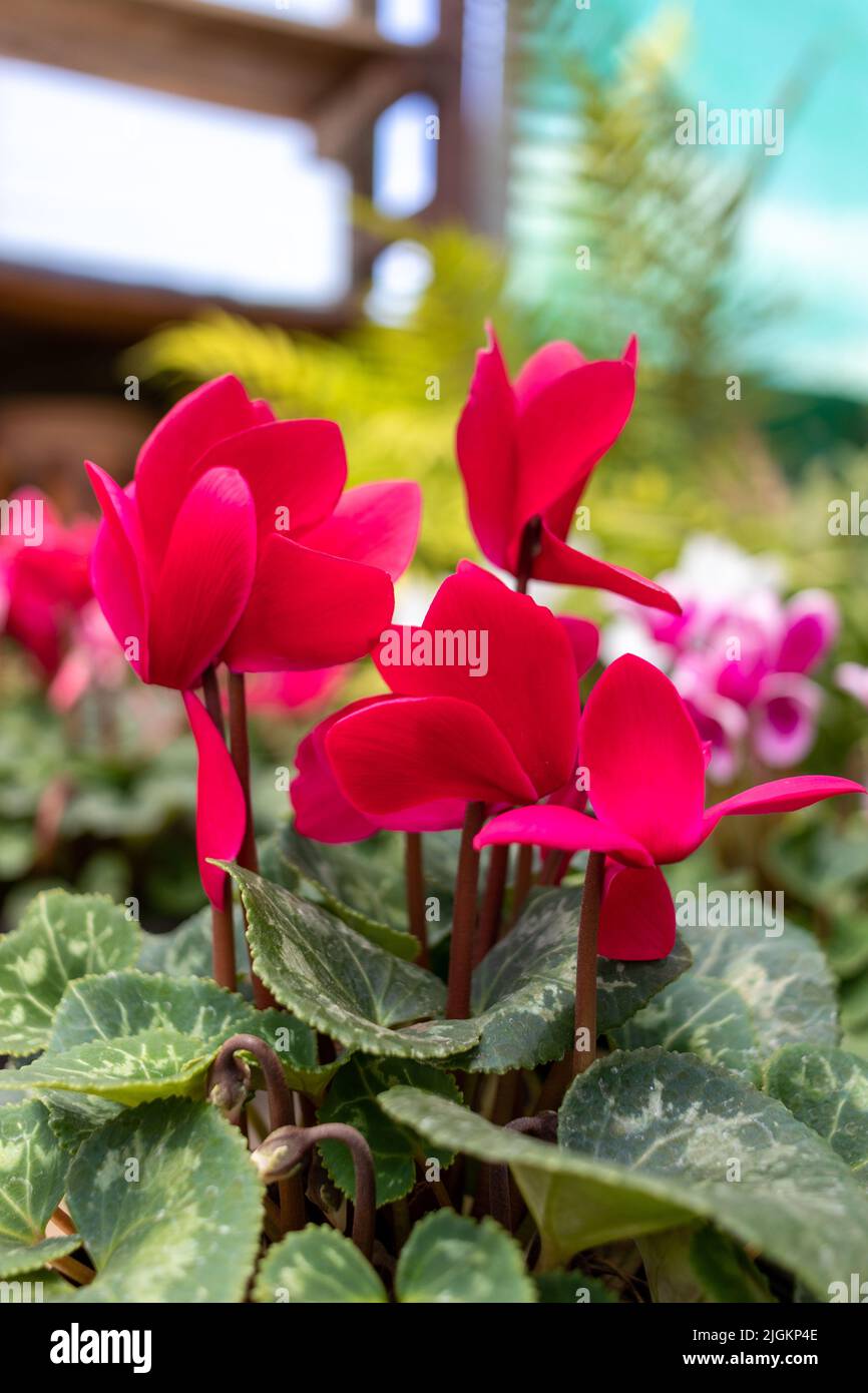 Ciclamino repandum fiore rosso. Foto di alta qualità Foto Stock