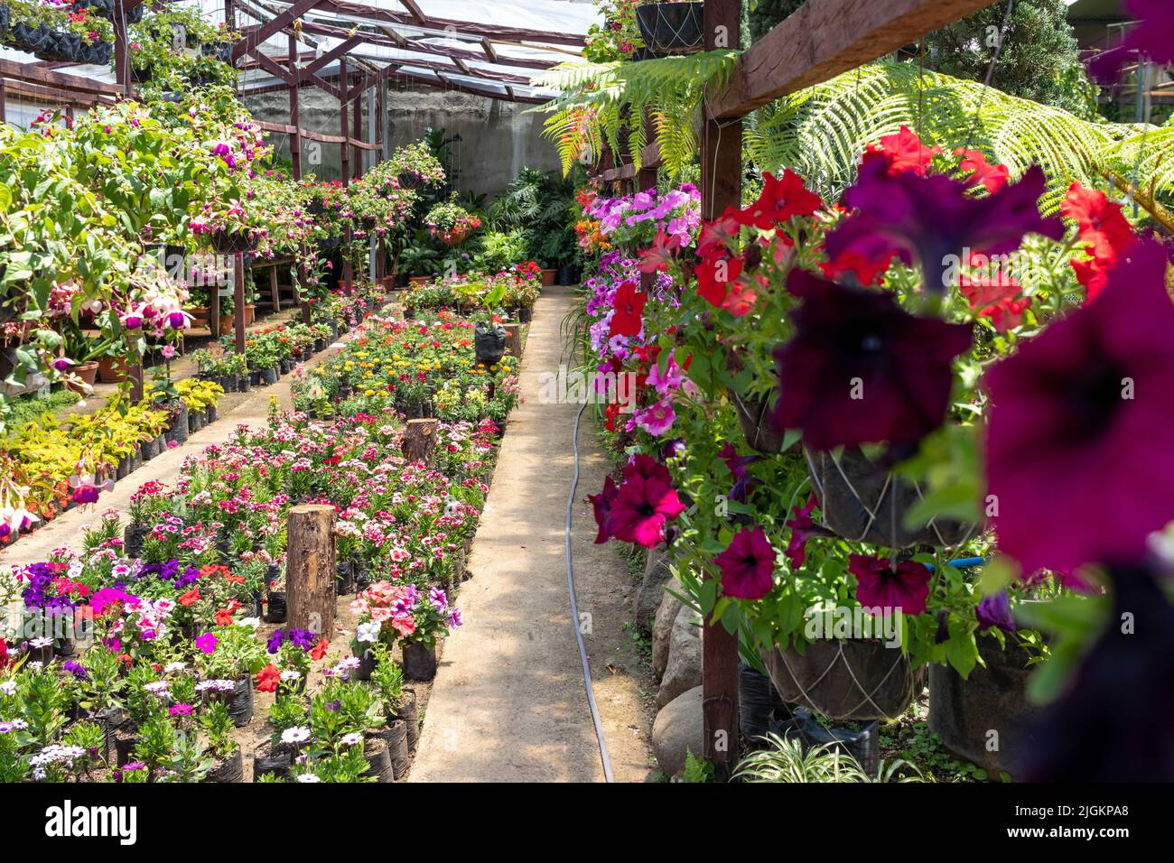 Petunia integrifolia fiori in una serra. Foto di alta qualità Foto Stock