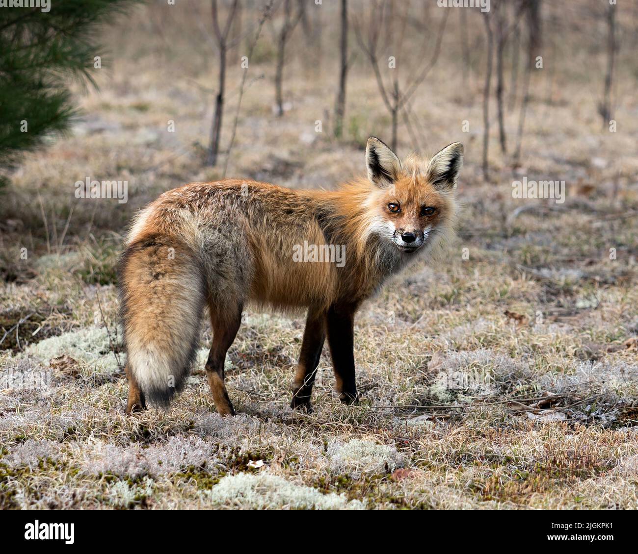 Vista laterale del profilo di Red Fox close-up in primavera con muschio bianco sfocato e rami conifere sfondo e il suo ambiente e habitat. Volpe Foto Stock