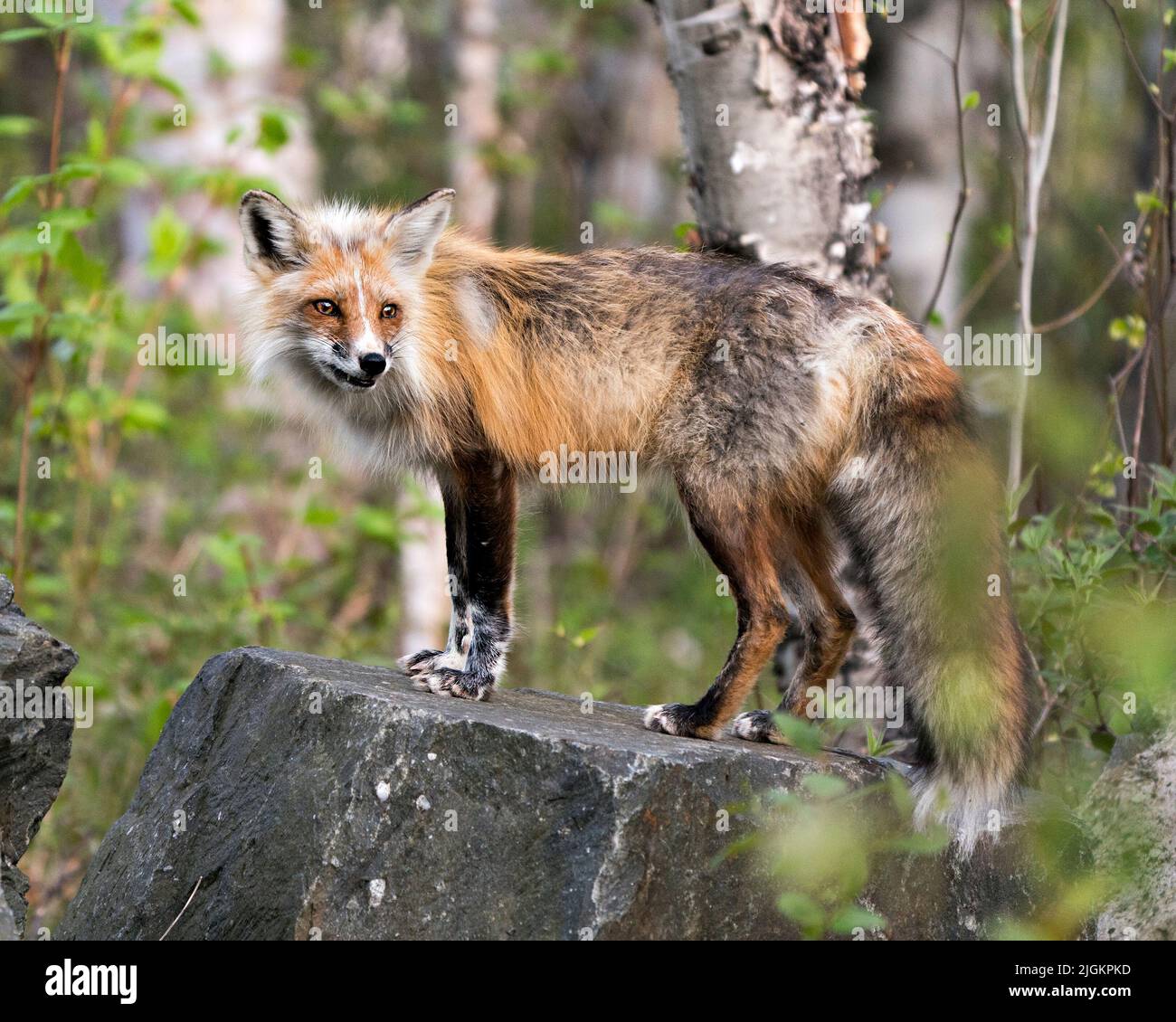 Volpe rossa in primo piano su una grande roccia con sfondo forestale nel suo habitat e ambiente. Immagine. Verticale. Immagine FOX. Foto Stock