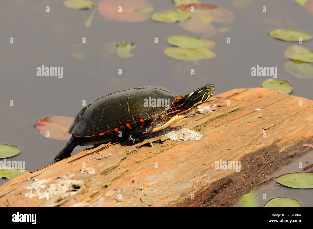 Tartaruga dipinta appoggiata su un ceppo con fondo di giglio nel suo ambiente e habitat circostante, con guscio, testa, zampe, coda. Foto Stock