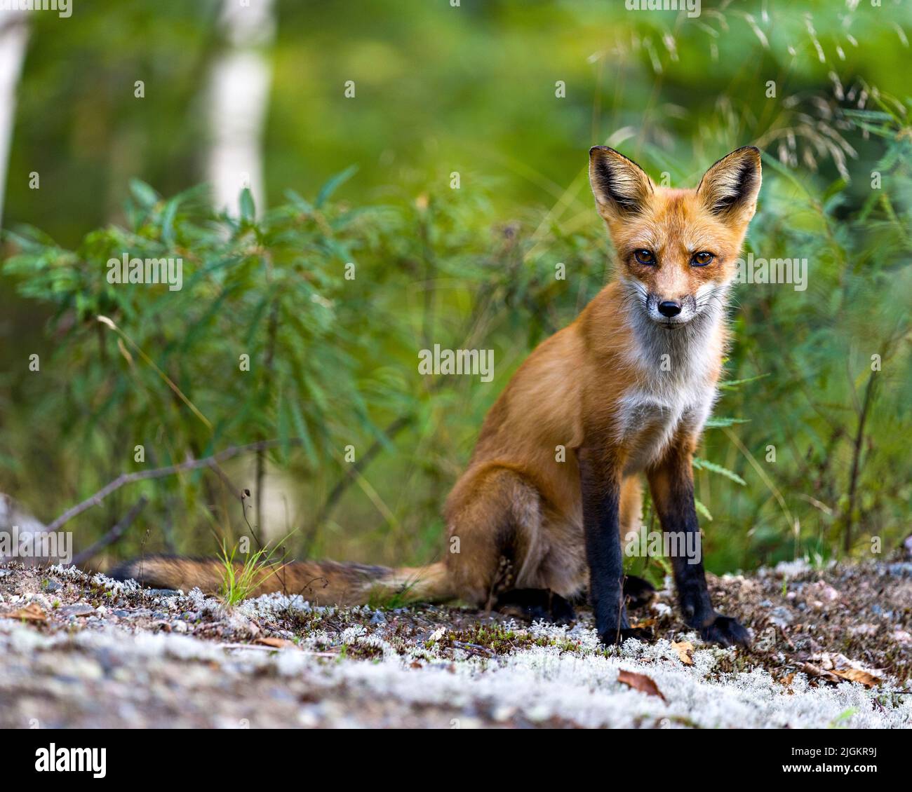 Vista ravvicinata del profilo Red Fox seduto e guardando la fotocamera con la foresta sfocata e il fogliame sfondo nel suo ambiente e habitat. Immagine Fox. Foto Stock