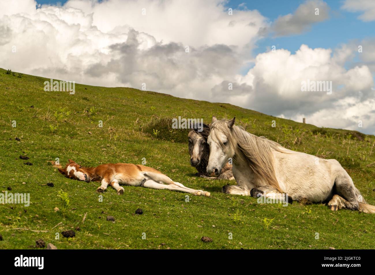 Famiglia di cavalli selvatici Foto Stock