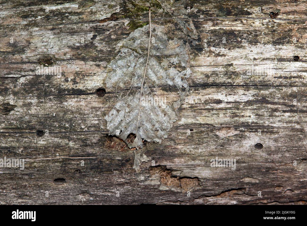 Foto simbolica della foresta morente in Germania Foto Stock