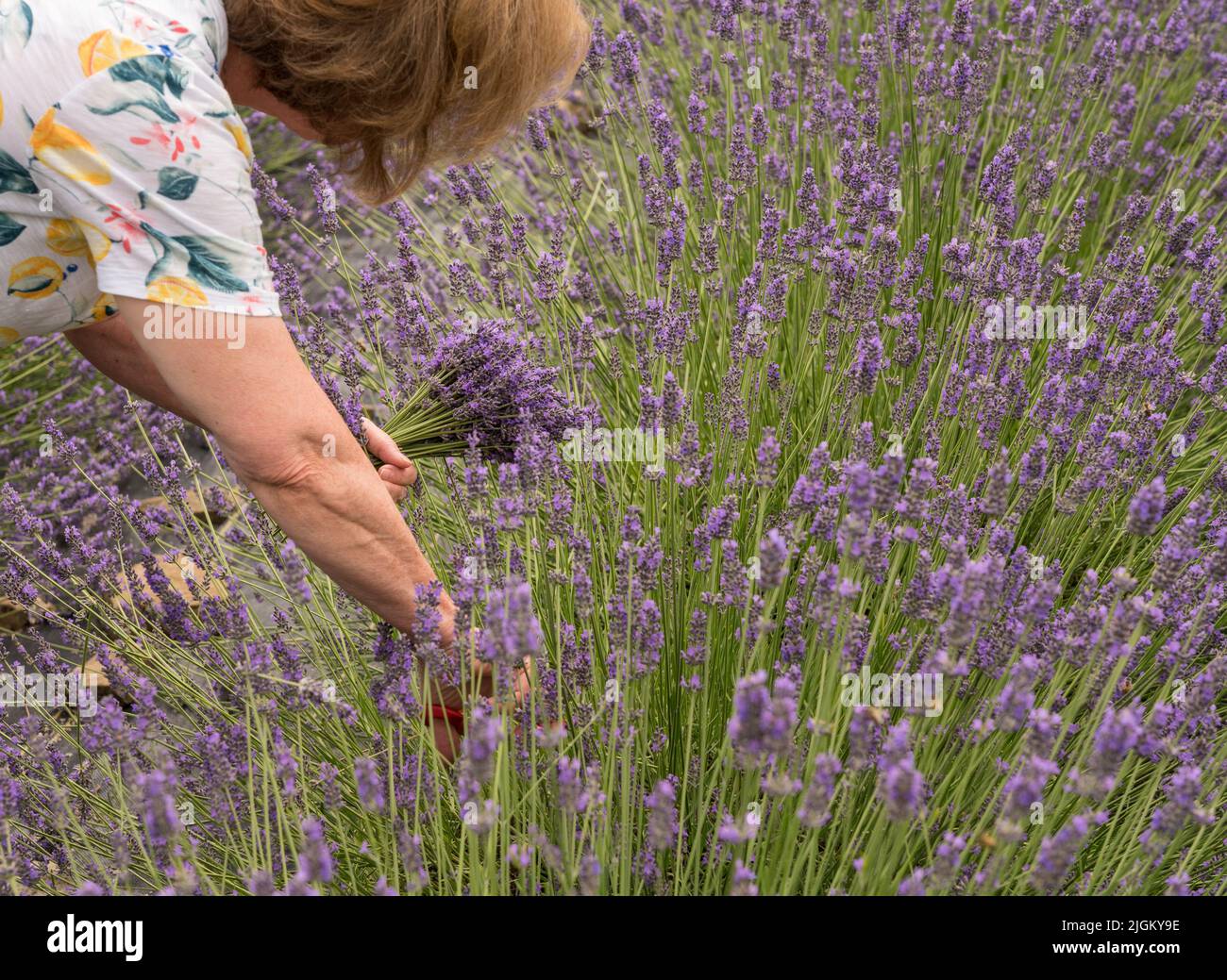 Donna che taglia mazzo di piante di lavanda in fiore da una fattoria di lavanda Foto Stock
