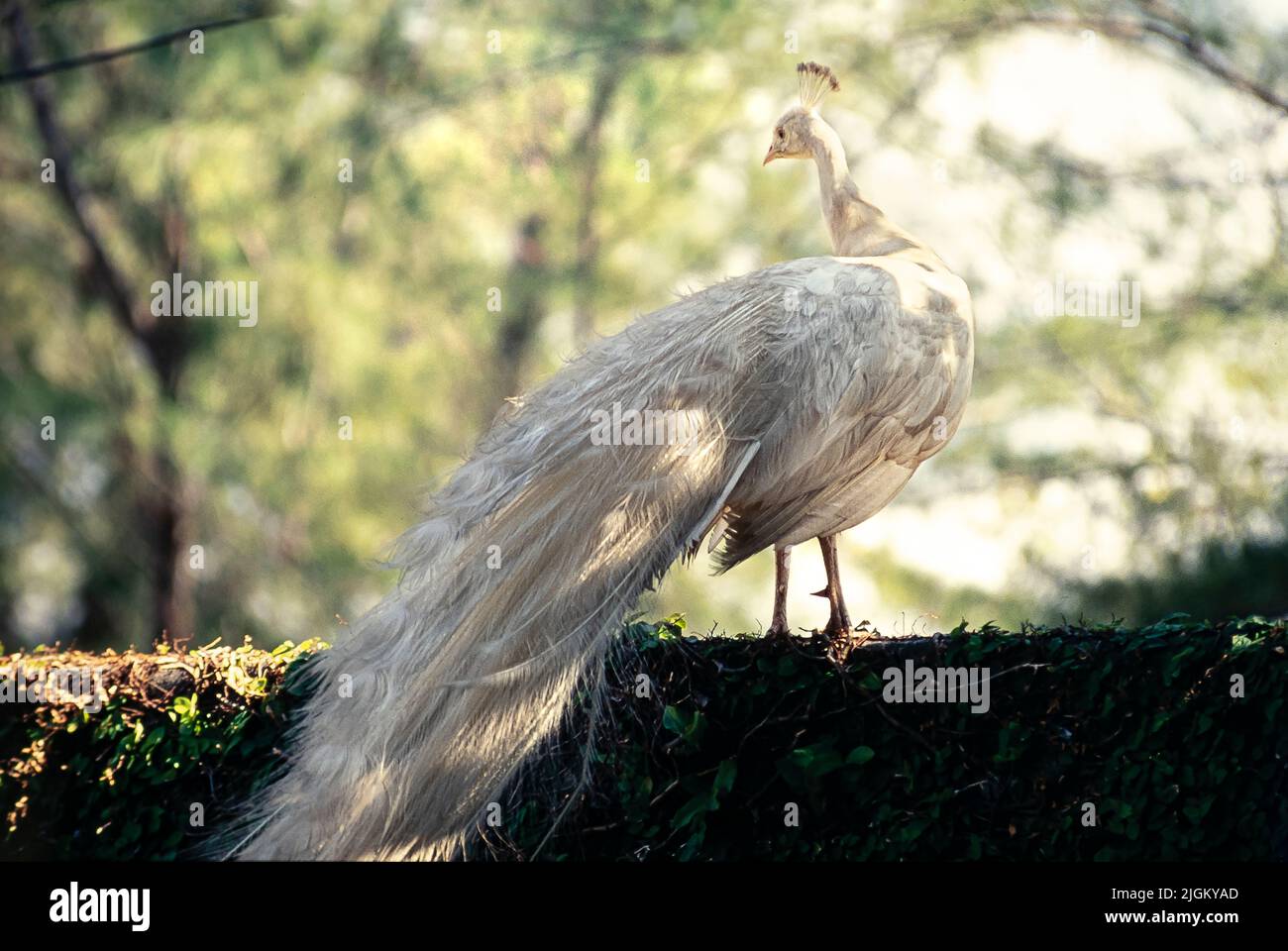 Pavone bianco su recinzione di pietra Foto Stock