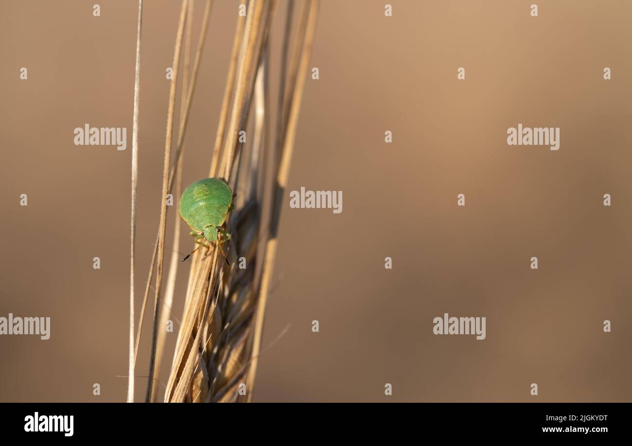 Un piccolo bug verde della foglia sale su un orecchio maturo di grano su uno sfondo marrone Foto Stock