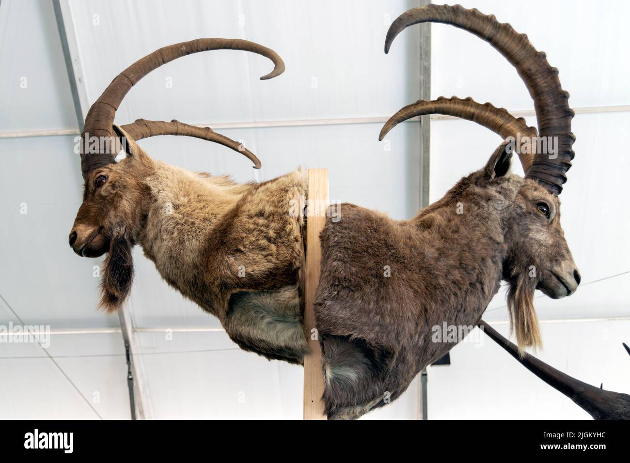 Arte taxidermy di preservare il corpo dell'animale attraverso il montaggio o l'imbottitura, allo scopo di esposizione o studio. Trofei di caccia. Foto Stock