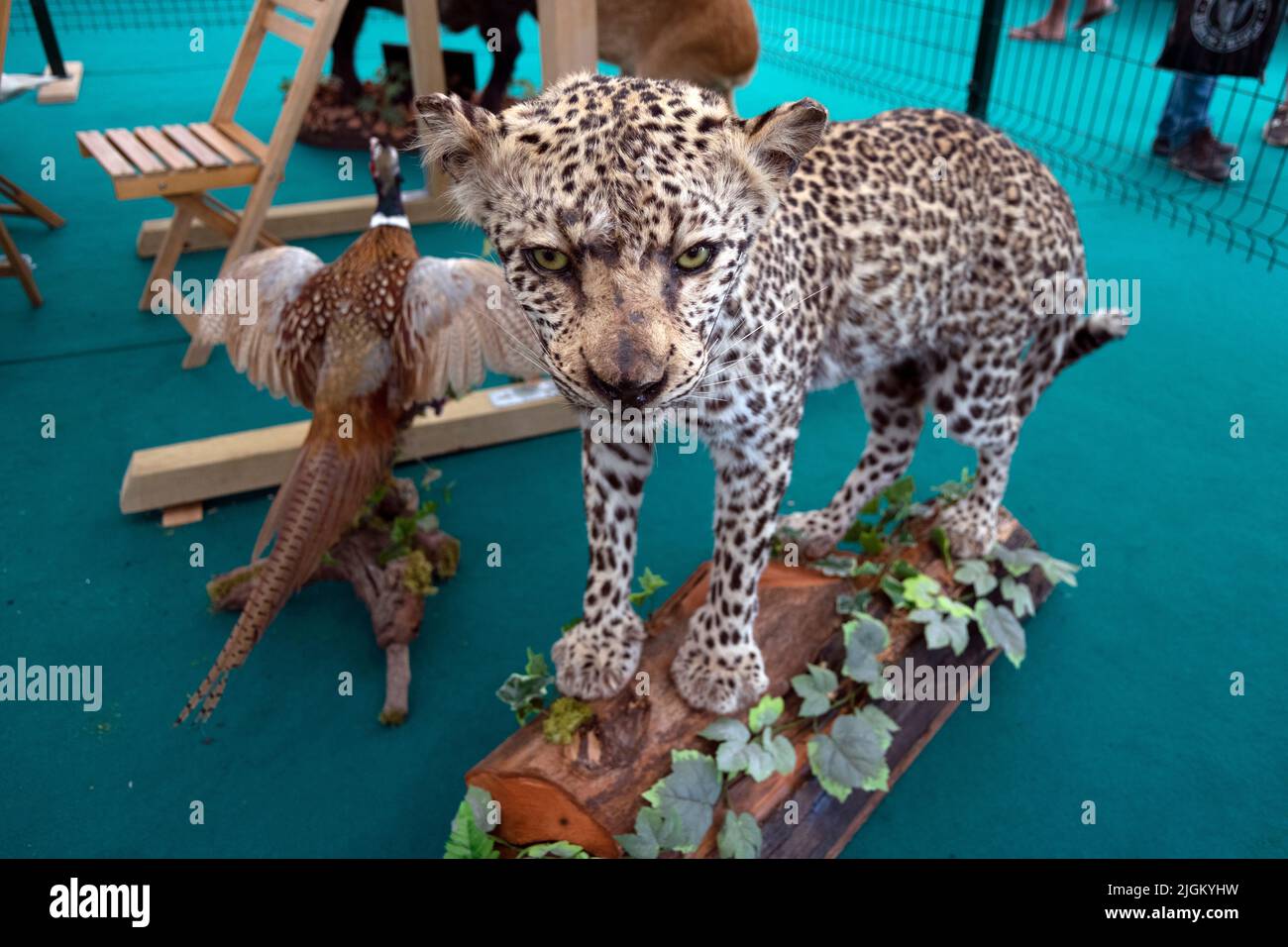 Arte taxidermy di preservare il corpo dell'animale attraverso il montaggio o l'imbottitura, allo scopo di esposizione o studio. Trofei di caccia. Leopardo conservato. Foto Stock