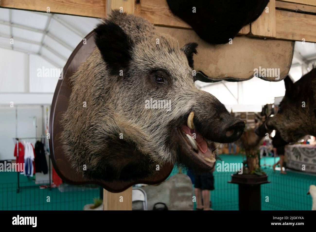 Arte taxidermy di preservare il corpo dell'animale attraverso il montaggio o l'imbottitura, allo scopo di esposizione o studio. Trofei di caccia. Foto Stock