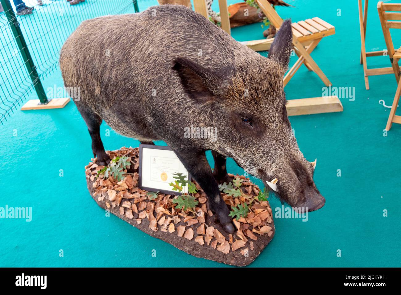 Arte taxidermy di preservare il corpo dell'animale attraverso il montaggio o l'imbottitura, allo scopo di esposizione o studio. Trofei di caccia. Foto Stock