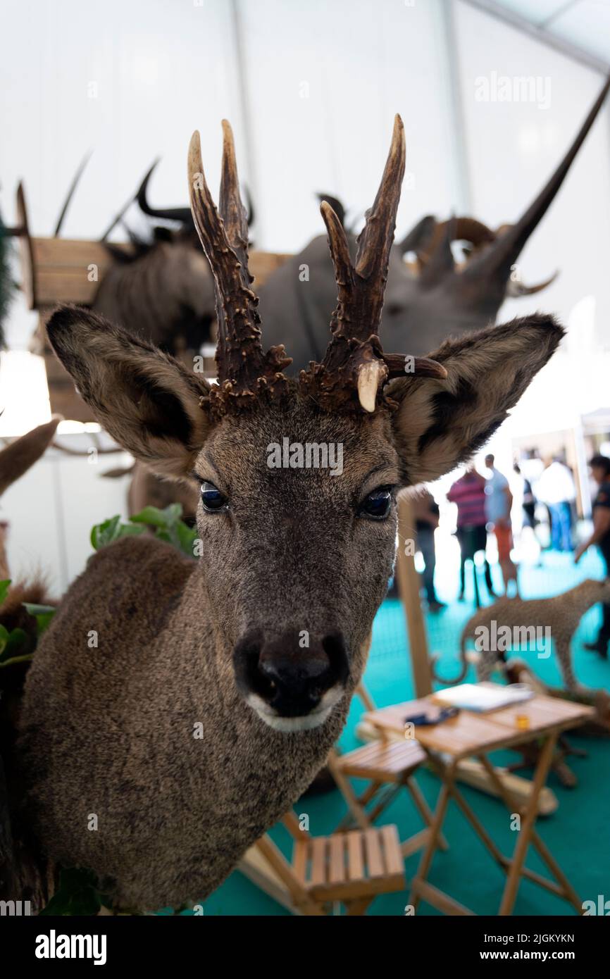 Arte taxidermy di preservare il corpo dell'animale attraverso il montaggio o l'imbottitura, allo scopo di esposizione o studio. Trofei di caccia. Foto Stock