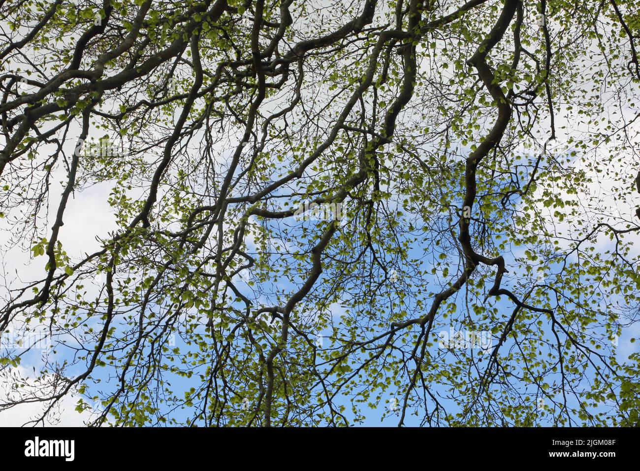 Rami di albero in primavera a Sir Harold Hillier Gardens Ampfield Romsey Hampshire Inghilterra Foto Stock