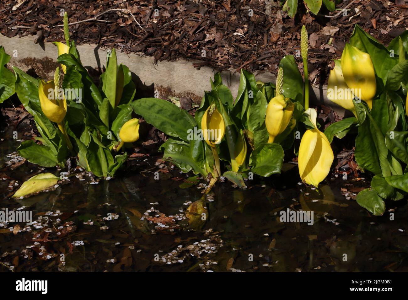 Yellow Skunk Cabbage (Lysichton Americanus) in ruscello a Wisley Gardens Surrey Inghilterra Foto Stock
