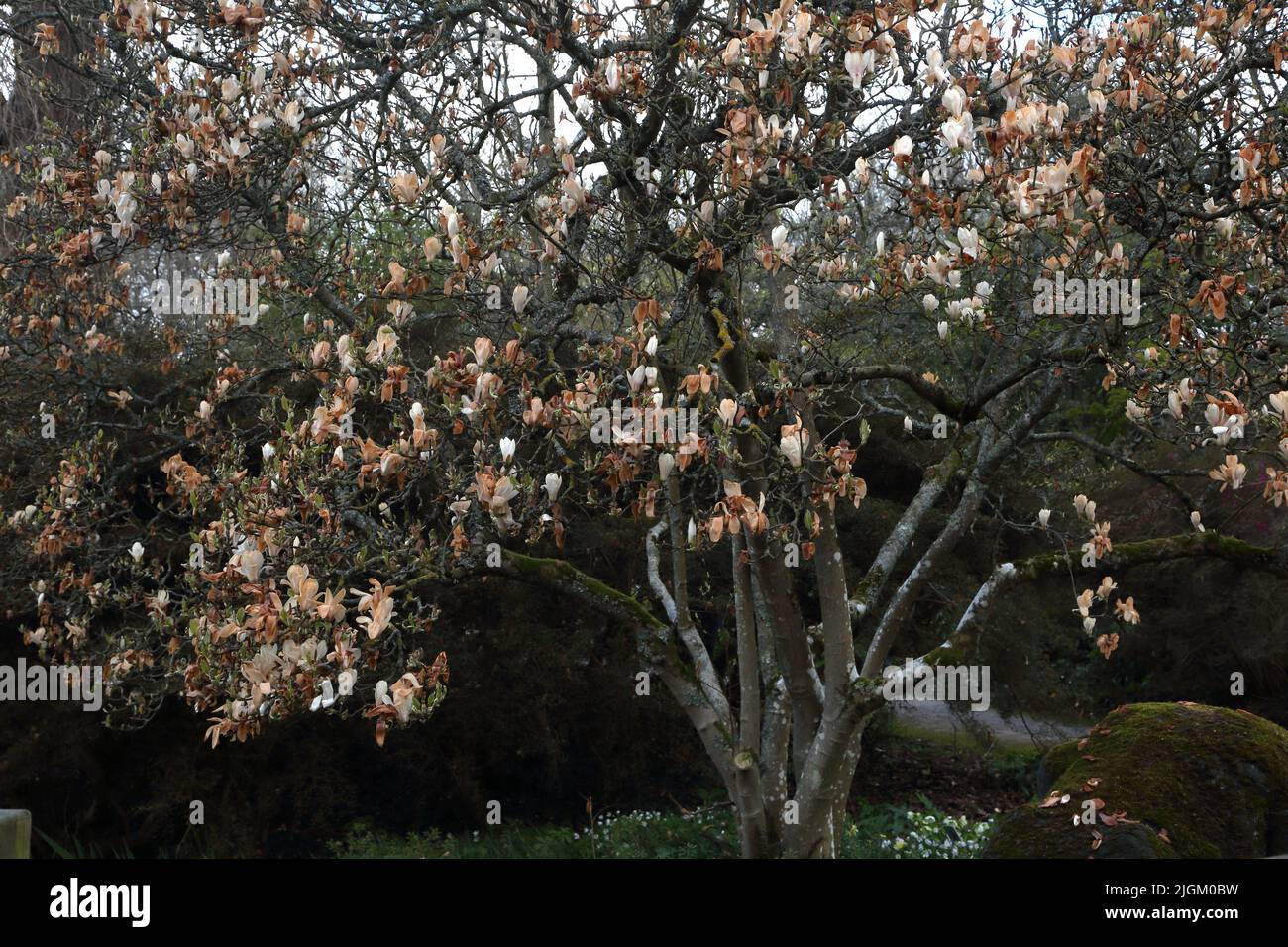 Magnolia colpito da Frost Damage Turning the Flowers Brown Wisley Gardens Surrey Inghilterra Foto Stock