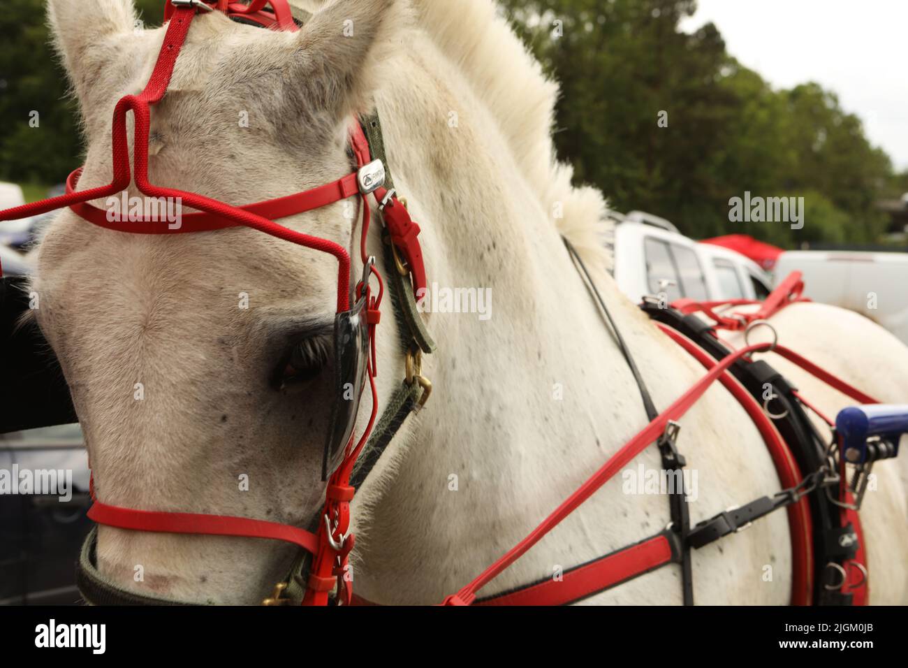 Un cavallo grigio che indossa un'imbracatura rossa, tirando una trappola. Appleby Horse Fair, Appleby a Westmorland, Cumbria, Inghilterra, Regno Unito Foto Stock