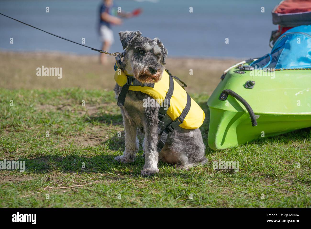 Un carino cane grigio Schnauzer si siede sulla spiaggia su un piombo indossa un giallino giallino salvagente. Foto Stock