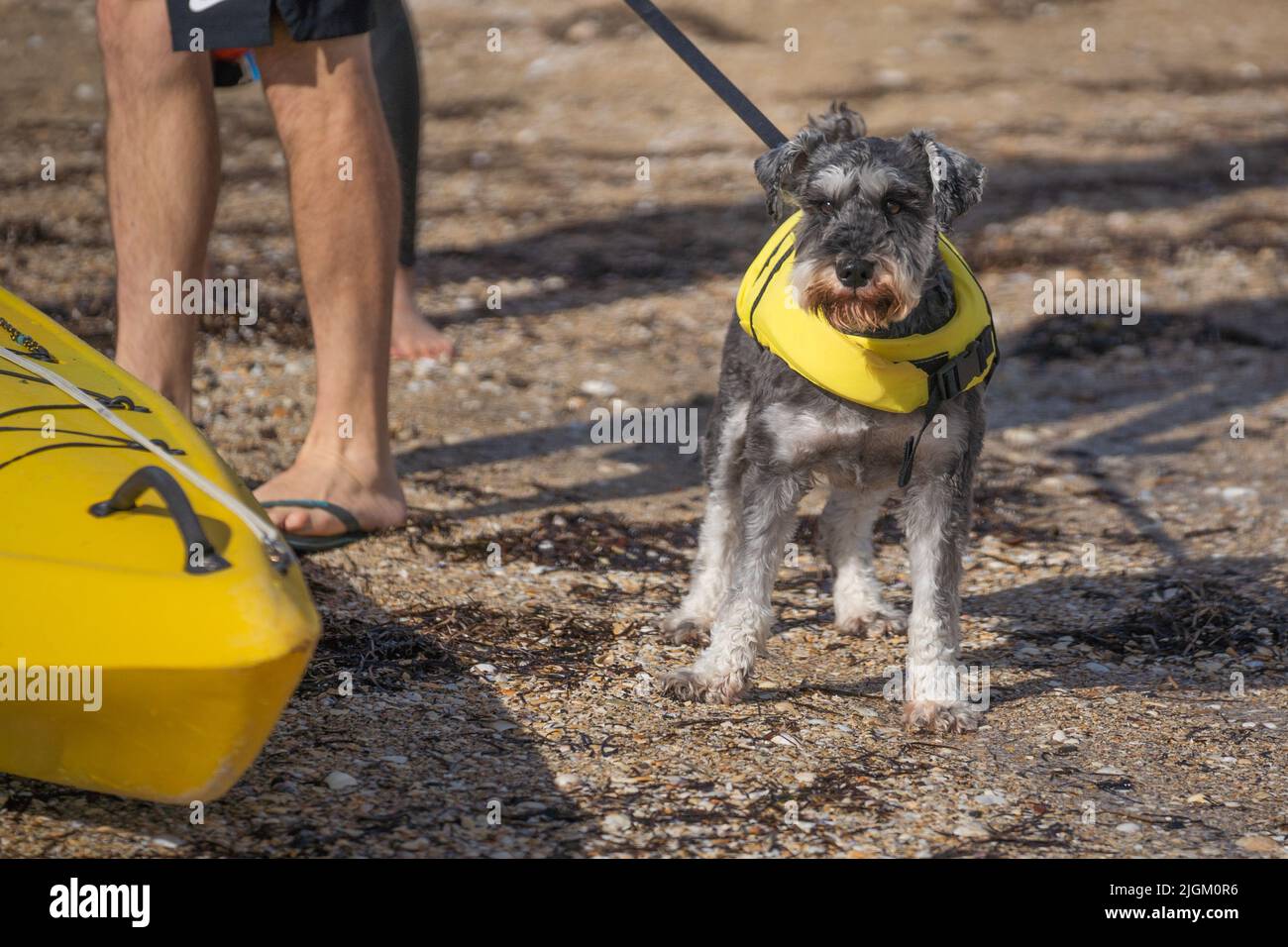 Un carino cane grigio Schnauzer si erge sulla spiaggia accanto ad un kayak giallo, indossando un giallino giallino giallino salvagente. Foto Stock
