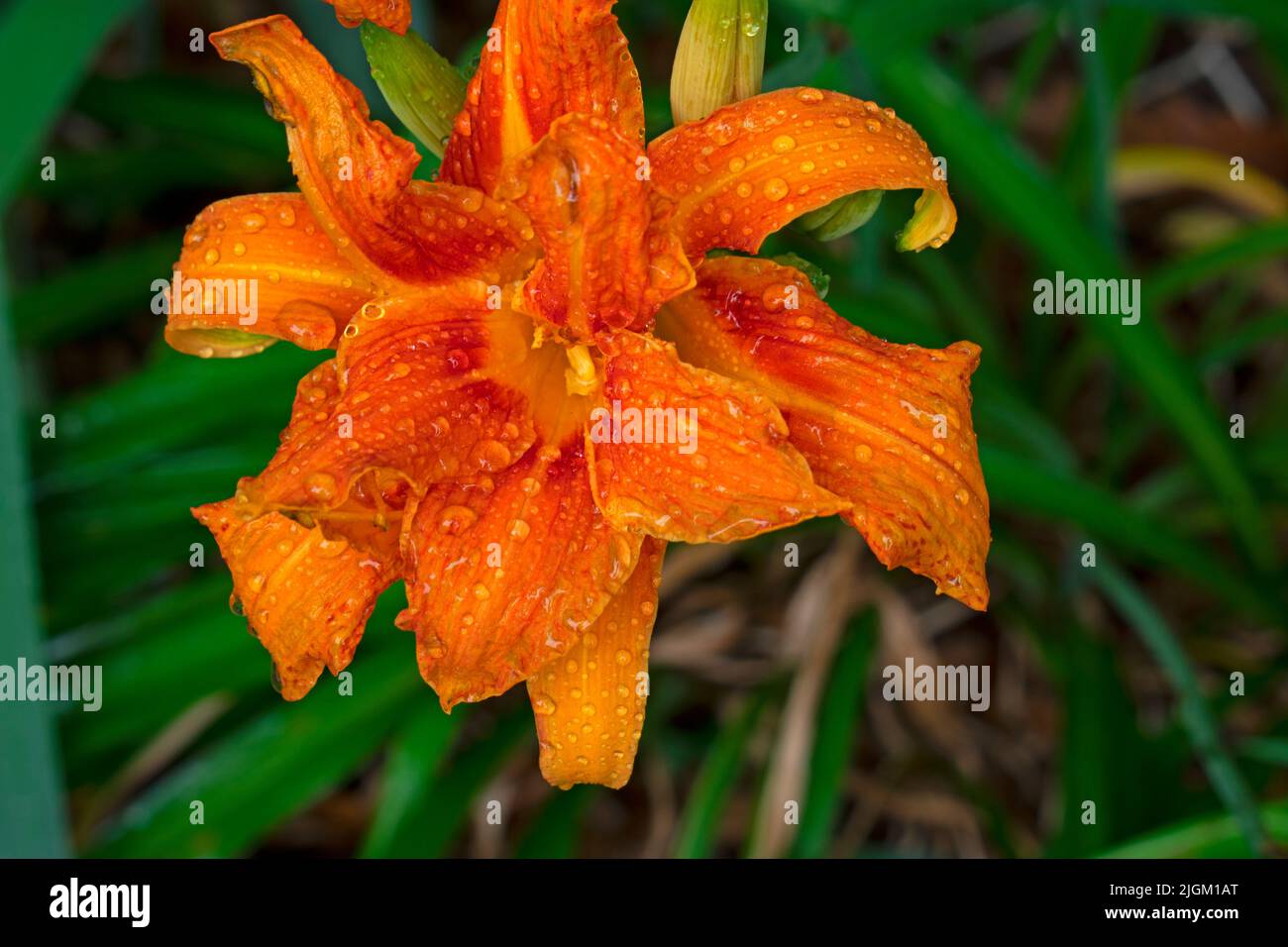 Primo piano di arancio, a doppio petalo, giglio, noto anche come giglio di fosso, con gocce d'acqua sui petali, su un verde sfondo verde. -07 Foto Stock