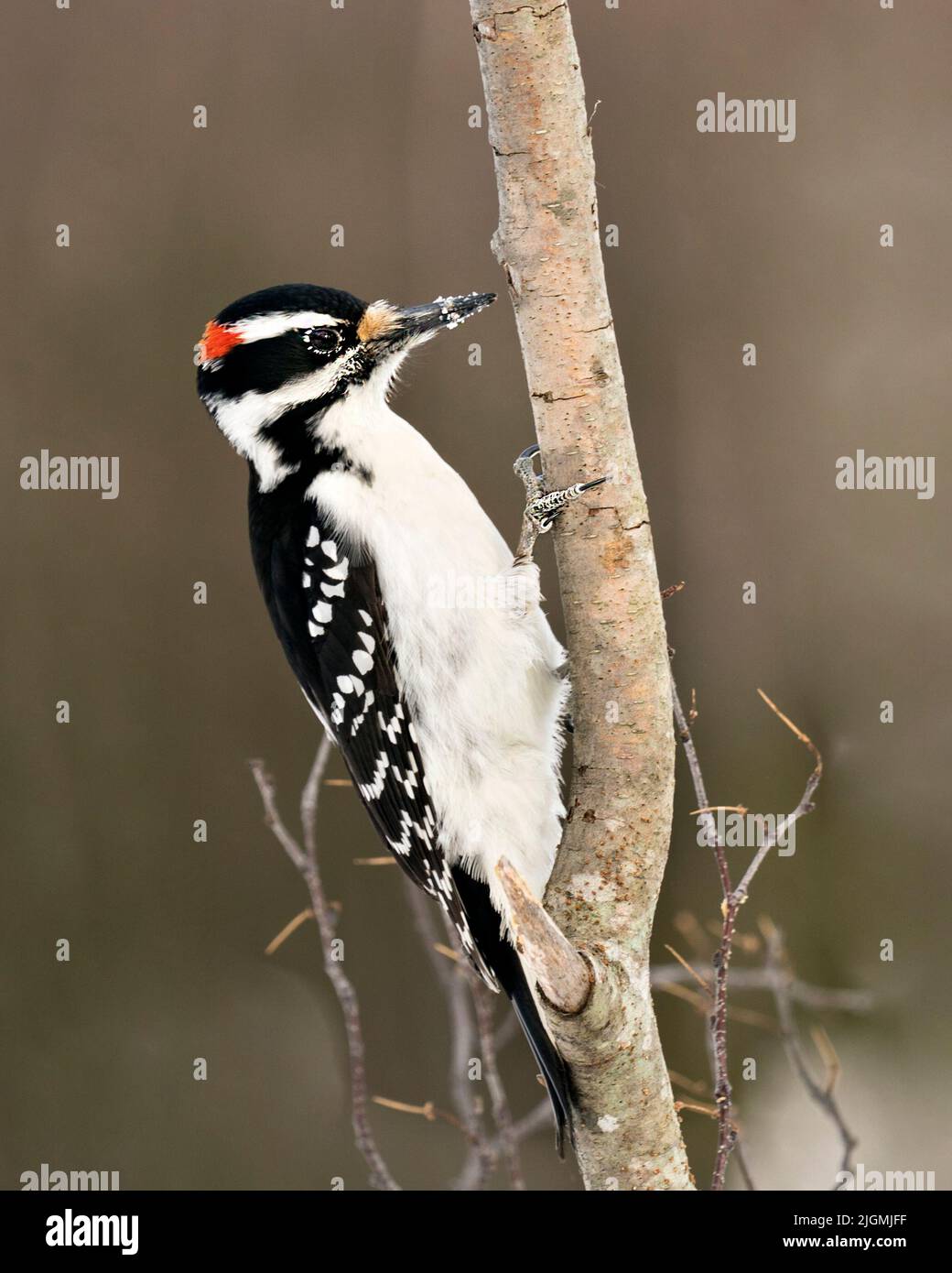 Woodpecker maschio primo piano profilo appollaiato su un ramo albero con sfondo sfocato nel suo ambiente e habitat. Immagine. Immagine. Verticale. Foto Stock