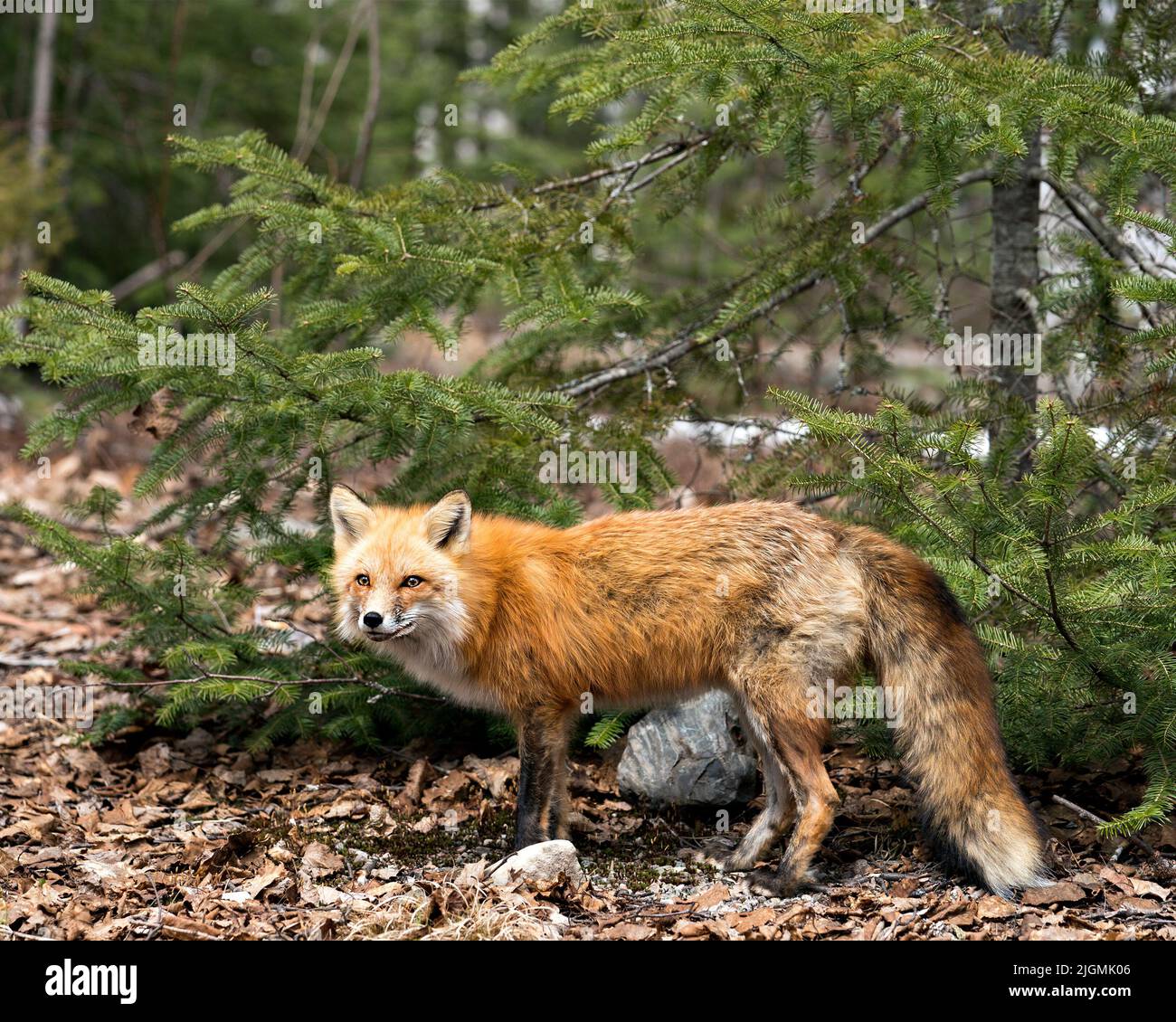 Vista ravvicinata del profilo della volpe rossa in primavera con coda di volpe, pelliccia, nel suo habitat con un fondo di conifere e muschio. Foto Stock