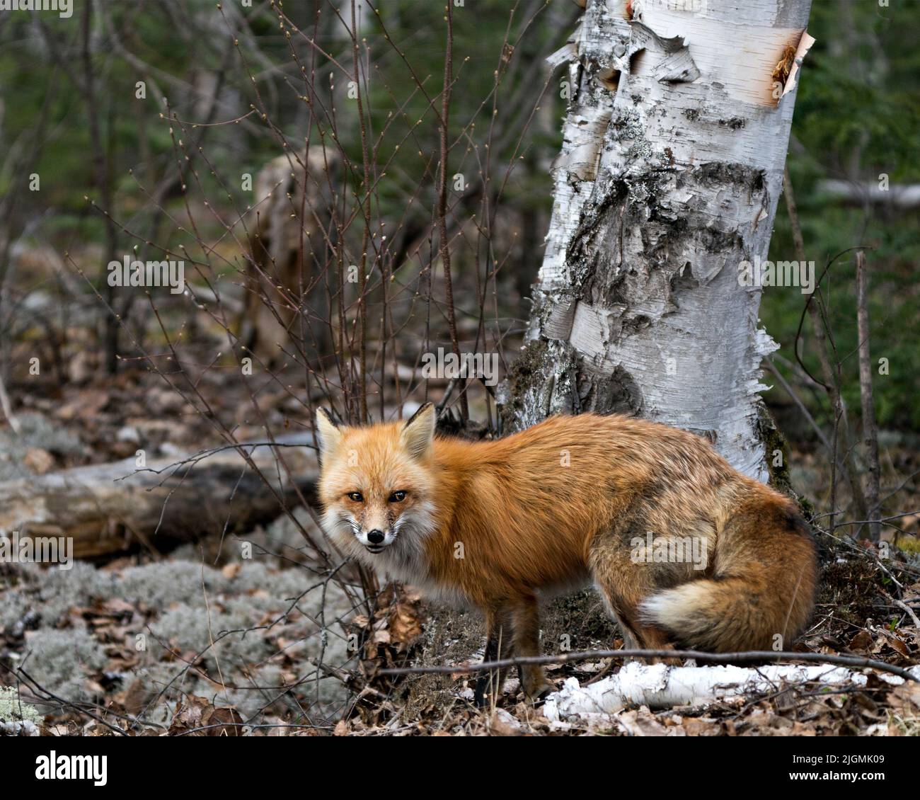 Vista ravvicinata del profilo della volpe rossa nella stagione primaverile con coda di volpe, pelliccia, nel suo habitat con un albero di betulla e sfondo di foresta sfocata. Foto Stock
