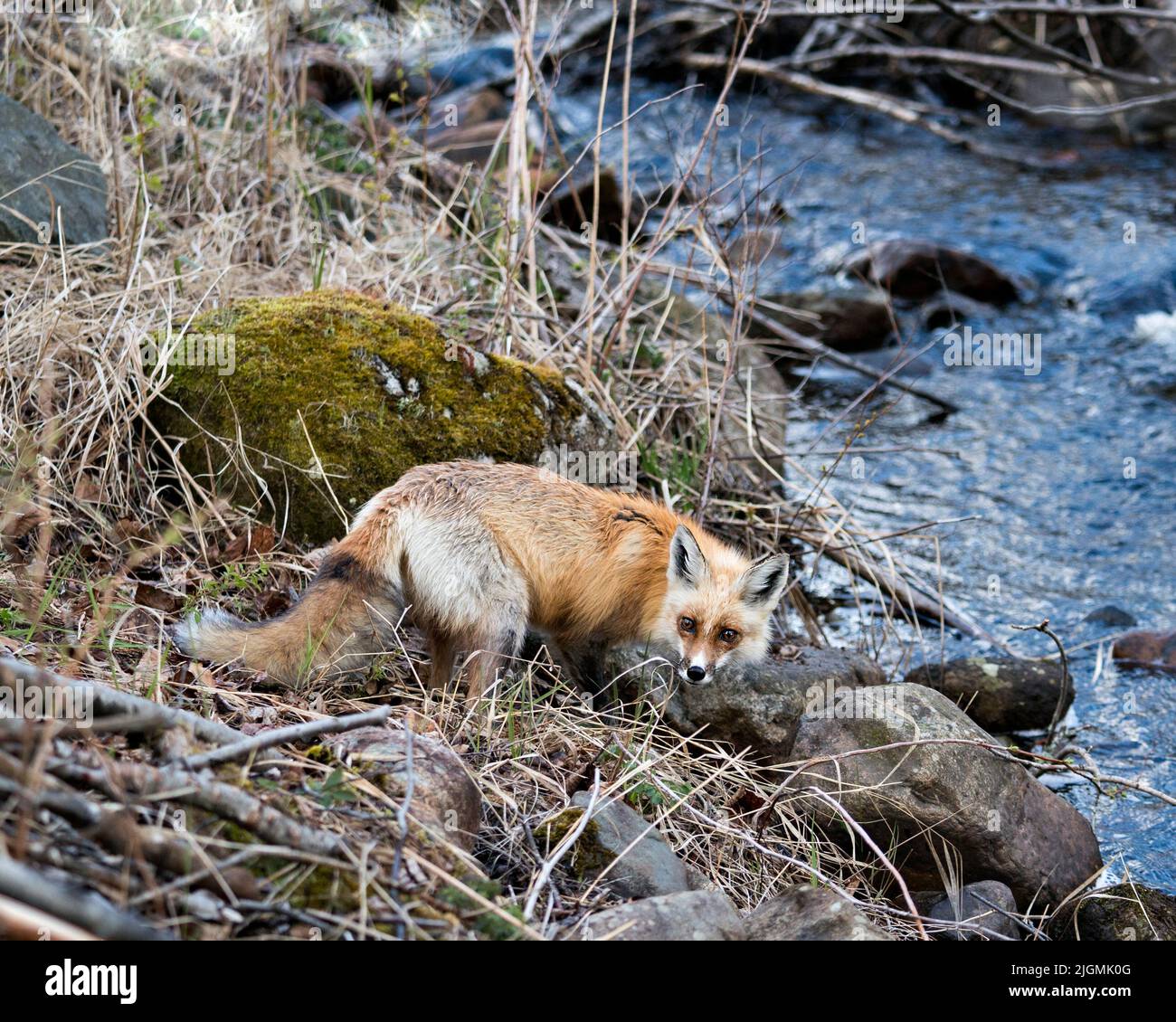 Red Fox vicino al fiume nella stagione primaverile con rocce di muschio e sfondo d'acqua nel suo ambiente e habitat. Immagine Fox. Immagine. Verticale. Foto Stock
