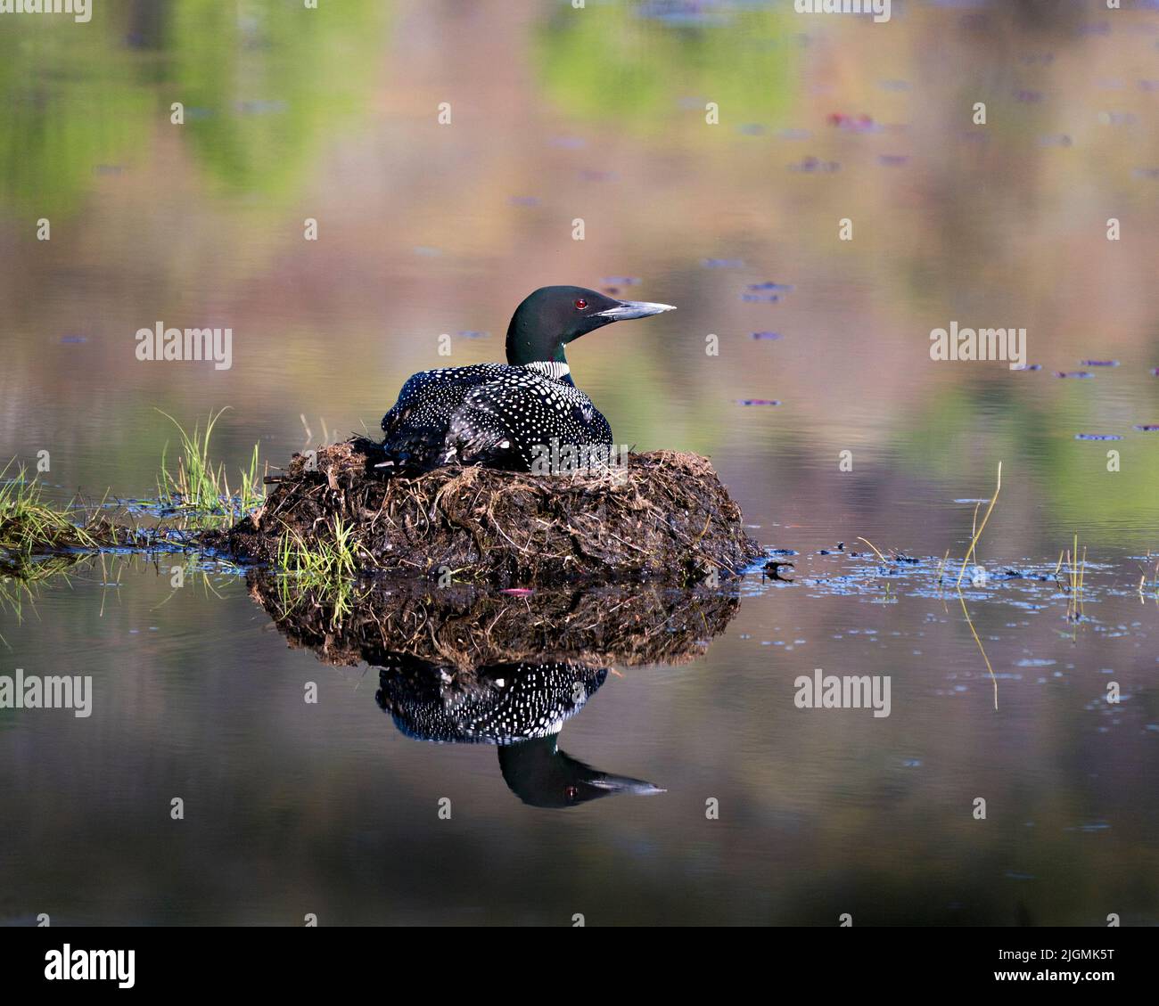 Loon nidificato sul suo nido con erbe paludose, fango e acqua nel suo ambiente e habitat che mostra occhi rossi, piuma nera e bianca Foto Stock