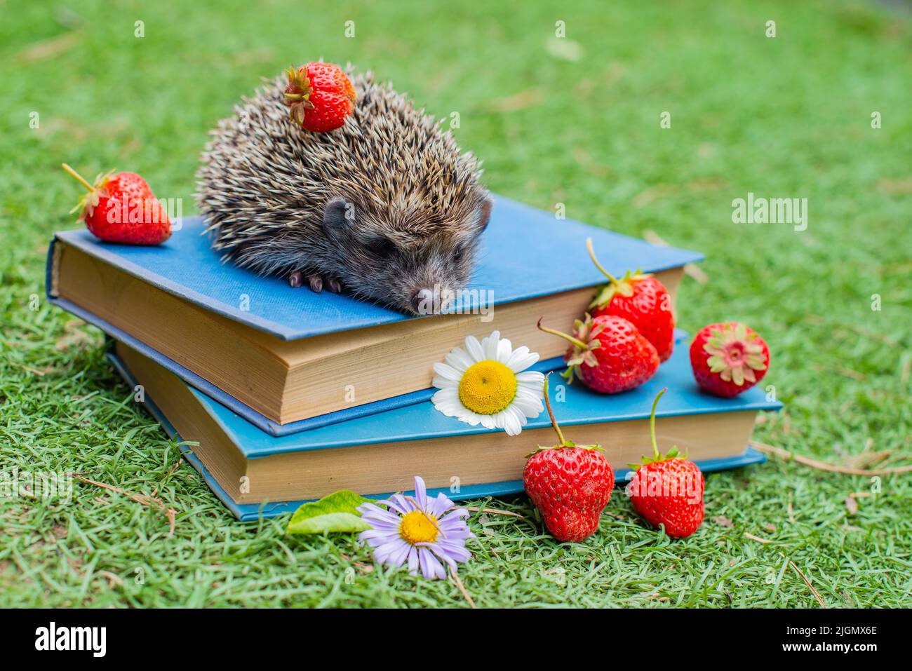 una tazza con fragole e un grosso riccio sui libri Foto Stock