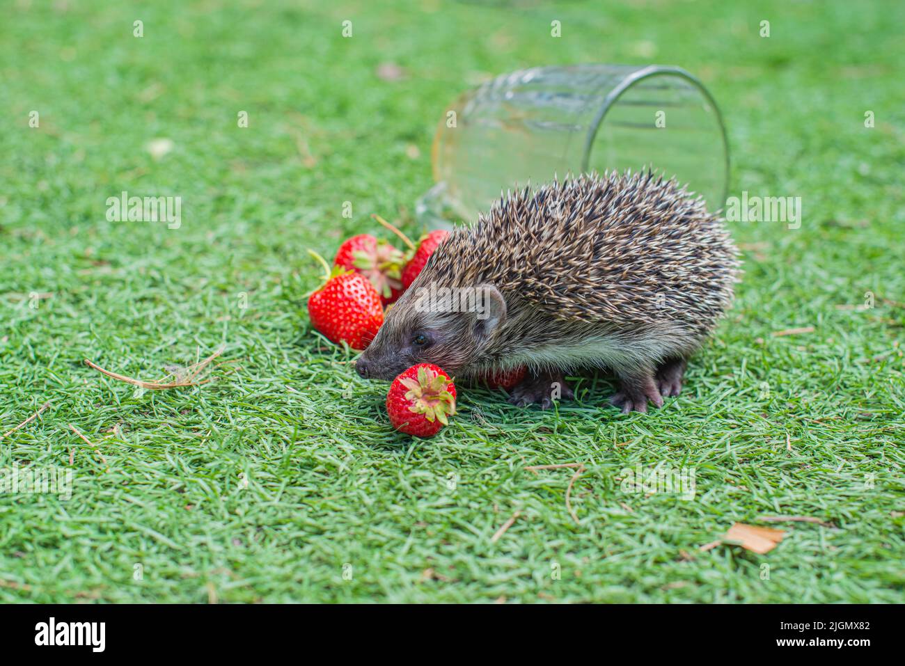 riccio di riccio in una radura con fragole rosse Foto Stock