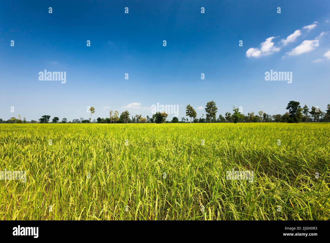 Vasto campo di riso, risaie, si Saket (si SA Ket), Isan (Isaan), Thailandia, Sud-est asiatico, Asia Foto Stock