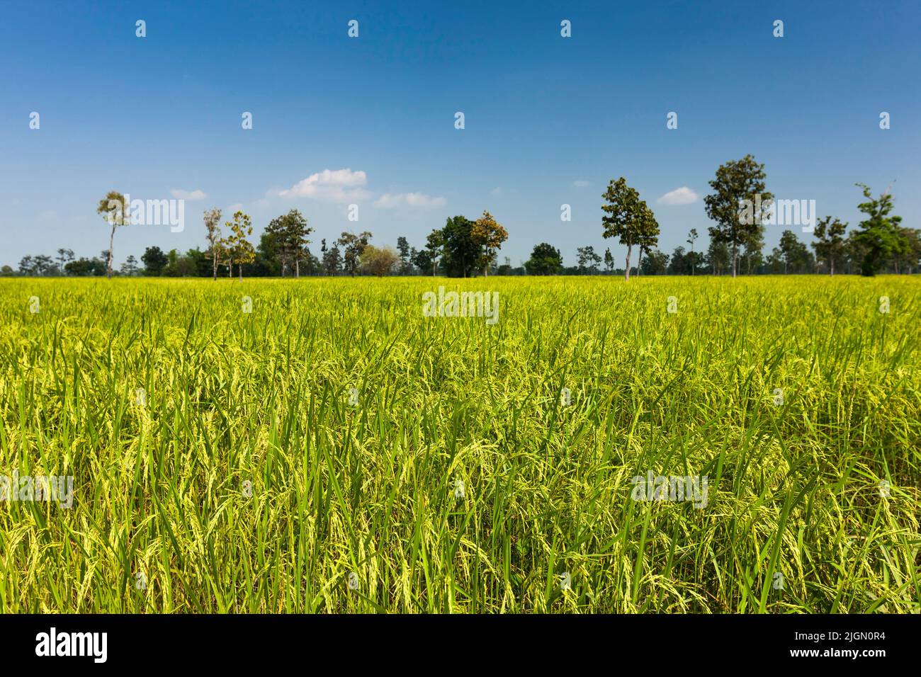 Vasto campo di riso, risaie, si Saket (si SA Ket), Isan (Isaan), Thailandia, Sud-est asiatico, Asia Foto Stock