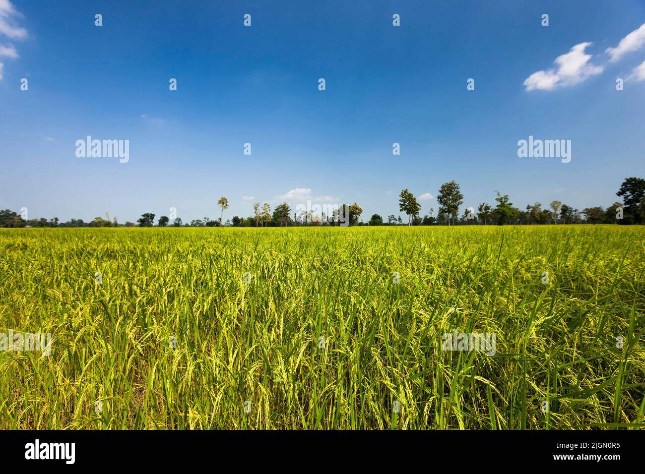 Vasto campo di riso, risaie, si Saket (si SA Ket), Isan (Isaan), Thailandia, Sud-est asiatico, Asia Foto Stock