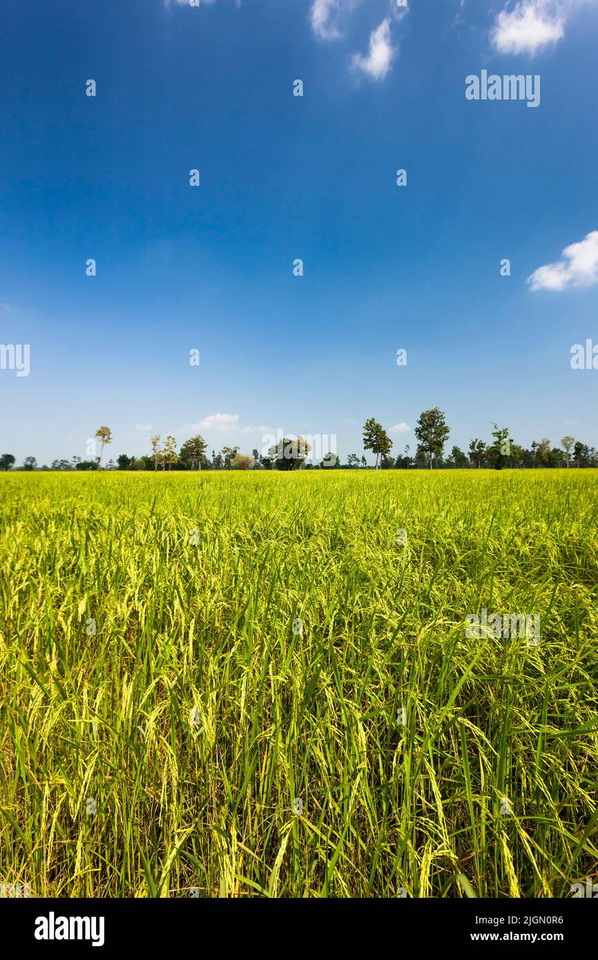 Vasto campo di riso, risaie, si Saket (si SA Ket), Isan (Isaan), Thailandia, Sud-est asiatico, Asia Foto Stock
