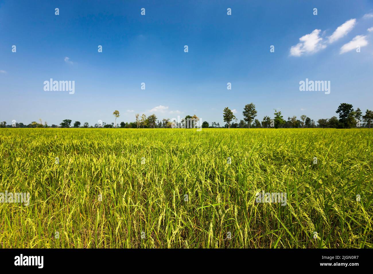 Vasto campo di riso, risaie, si Saket (si SA Ket), Isan (Isaan), Thailandia, Sud-est asiatico, Asia Foto Stock