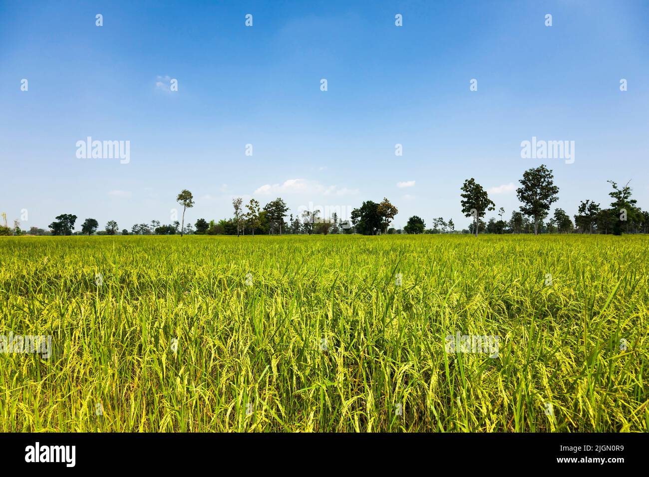 Vasto campo di riso, risaie, si Saket (si SA Ket), Isan (Isaan), Thailandia, Sud-est asiatico, Asia Foto Stock