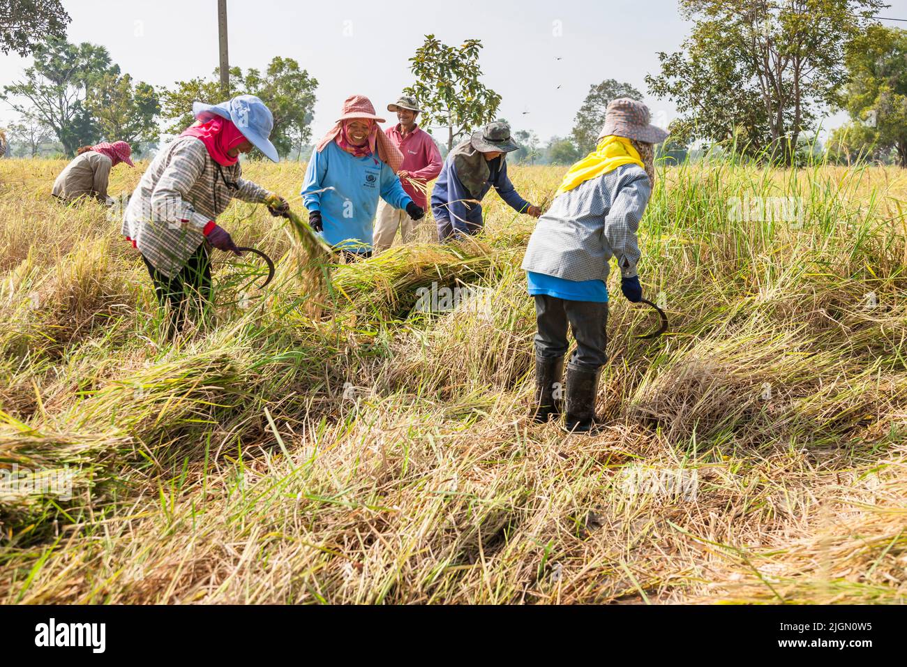 Agricoltori, raccolta in risaie, risaie, buri RAM, Buriram, Isan (Isaan), Thailandia, Sud-est asiatico, Asia Foto Stock
