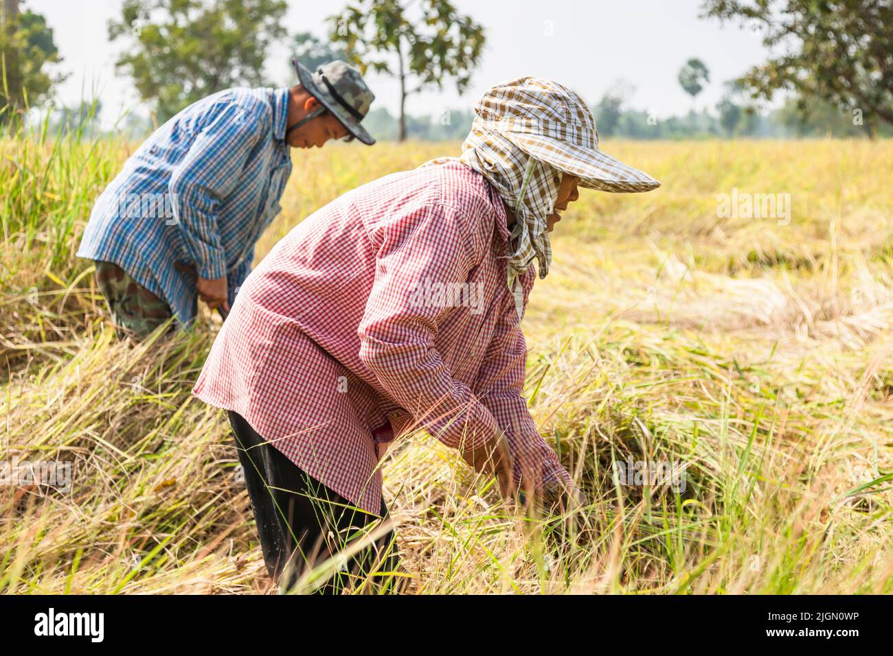 Agricoltori, raccolta in risaie, risaie, buri RAM, Buriram, Isan (Isaan), Thailandia, Sud-est asiatico, Asia Foto Stock