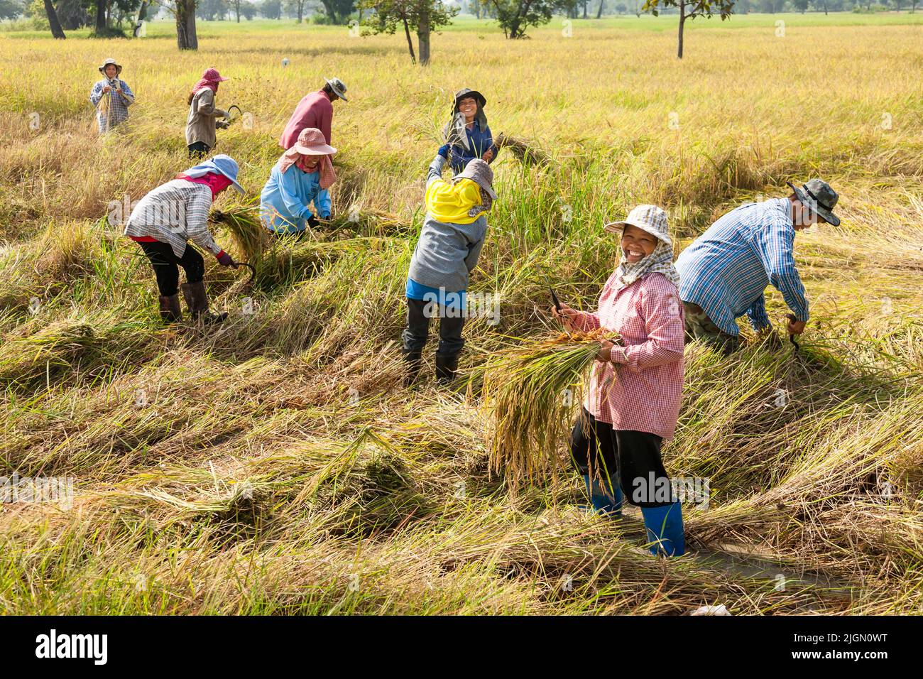 Agricoltori, raccolta in risaie, risaie, buri RAM, Buriram, Isan (Isaan), Thailandia, Sud-est asiatico, Asia Foto Stock