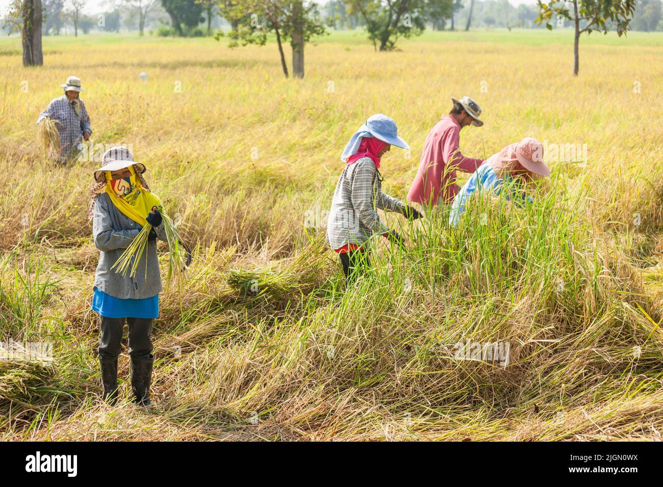 Agricoltori, raccolta in risaie, risaie, buri RAM, Buriram, Isan (Isaan), Thailandia, Sud-est asiatico, Asia Foto Stock