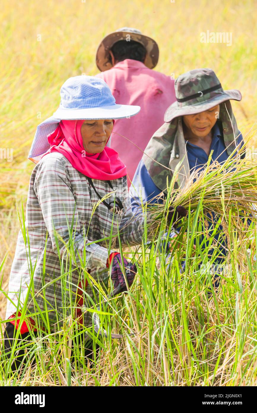 Agricoltori, raccolta in risaie, risaie, buri RAM, Buriram, Isan (Isaan), Thailandia, Sud-est asiatico, Asia Foto Stock