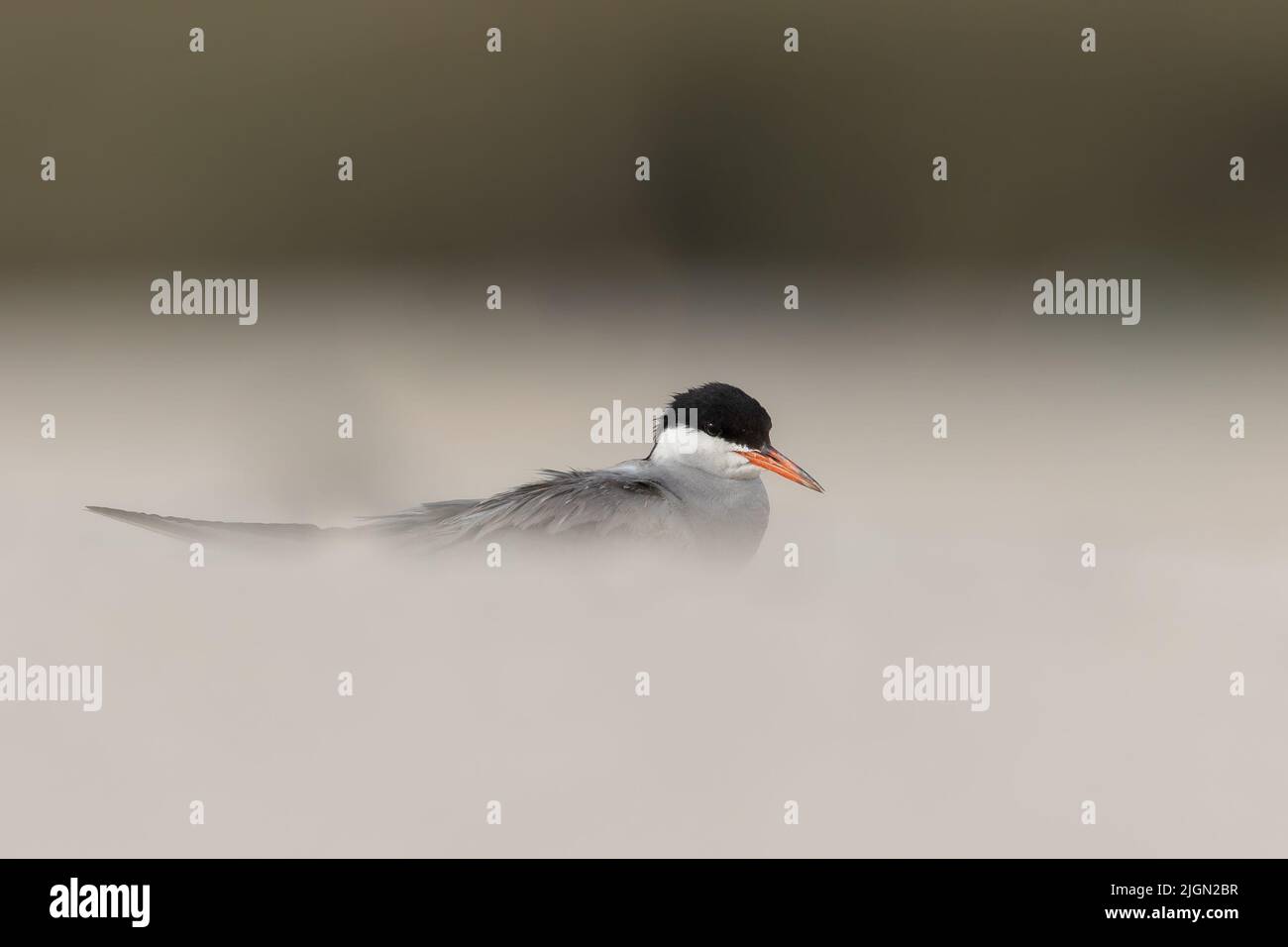 Ritratto di terna bianca gancata Foto Stock