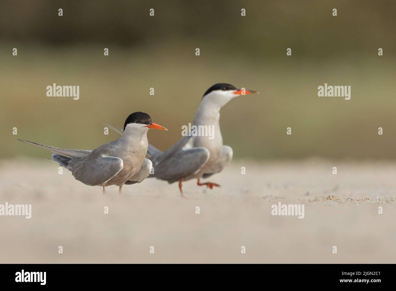 Coppia di terne bianche, Bahrain Foto Stock