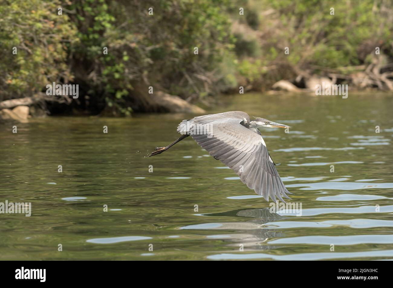 Grey Heron, Ardea cinerea, sorvolando il bacino di Ribarroja, Aragon, Spagna Foto Stock