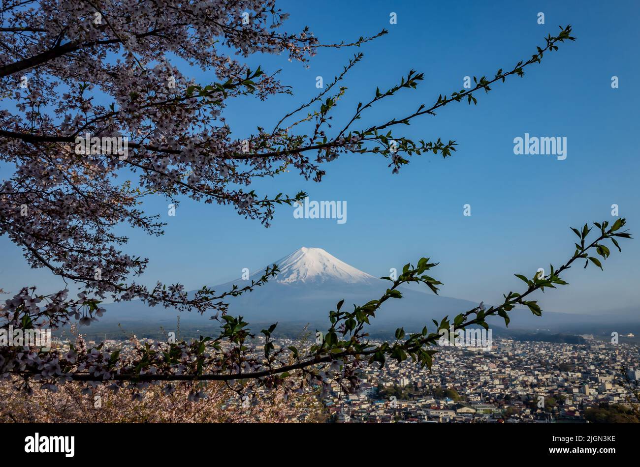 monte fuji simmetrico con fiore di ciliegio nella stagione primaverile Foto Stock