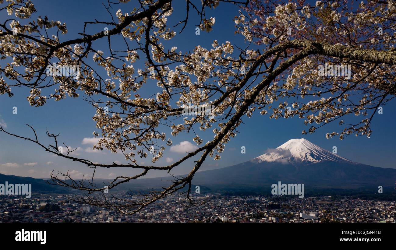 monte fuji simmetrico con fiore di ciliegio nella stagione primaverile Foto Stock