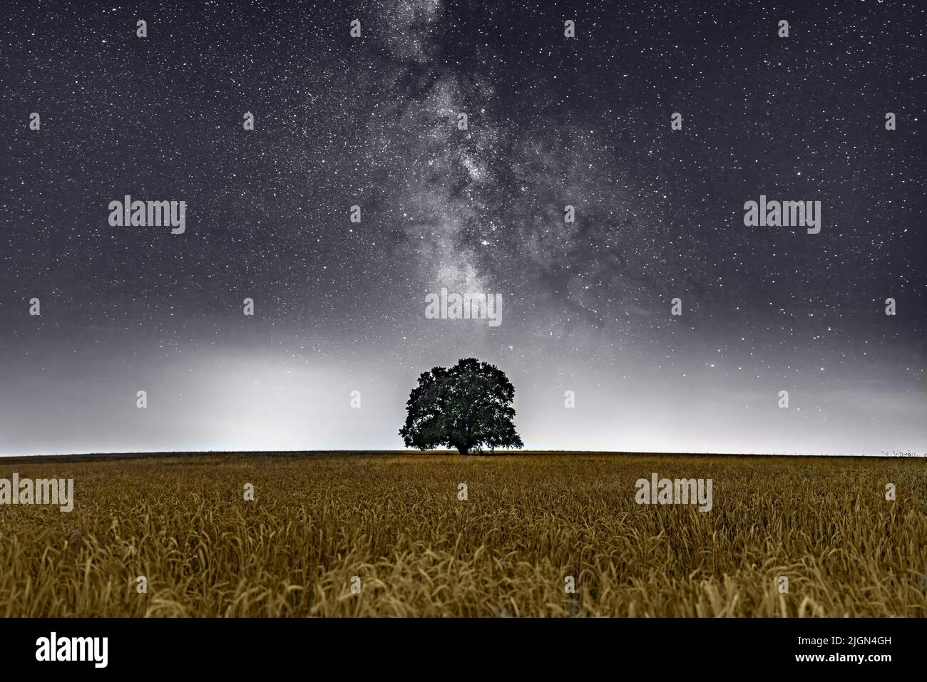 Vecchio albero di quercia in un campo di grano di notte Foto Stock