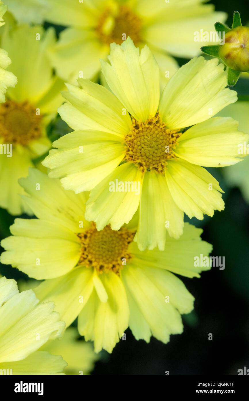Coreopsis Luna piena, Fiore, Ritratto Foto Stock