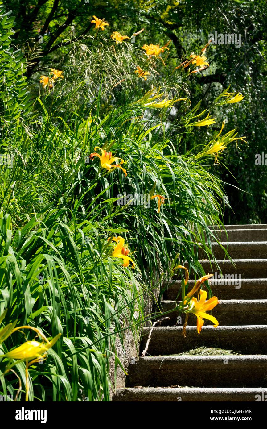 Gradini in un giardino fiancheggiato da daylilies giallo fiorito, passi giardino fiori Foto Stock