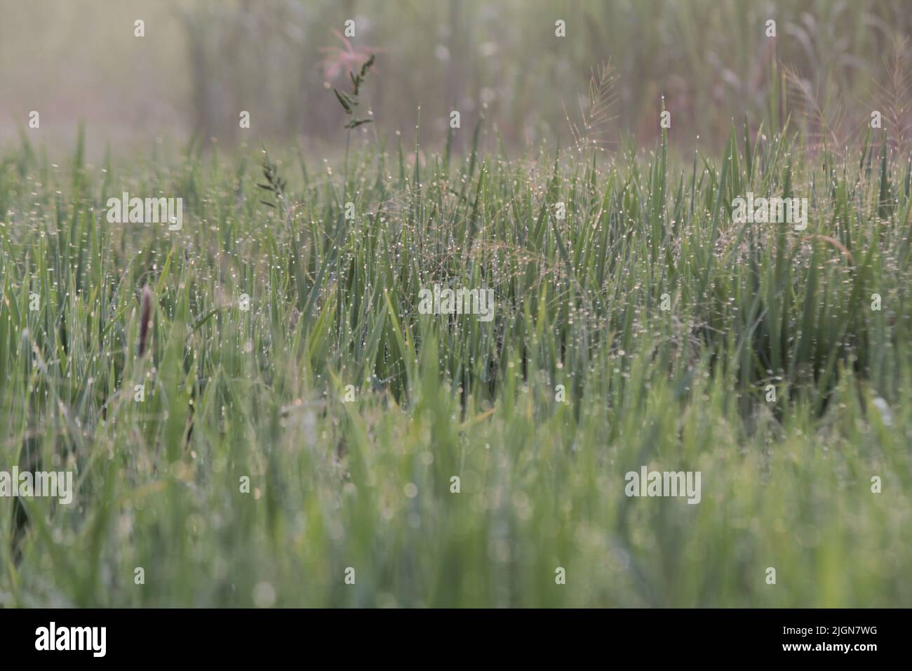 Vibrazioni mattutine della natura dopo la notte piovosa in un villaggio Foto Stock